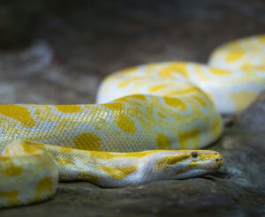 A church without borders is like the release of Burmese pythons. Once this "theology" invades it always spreads, attacks, and kills churches.